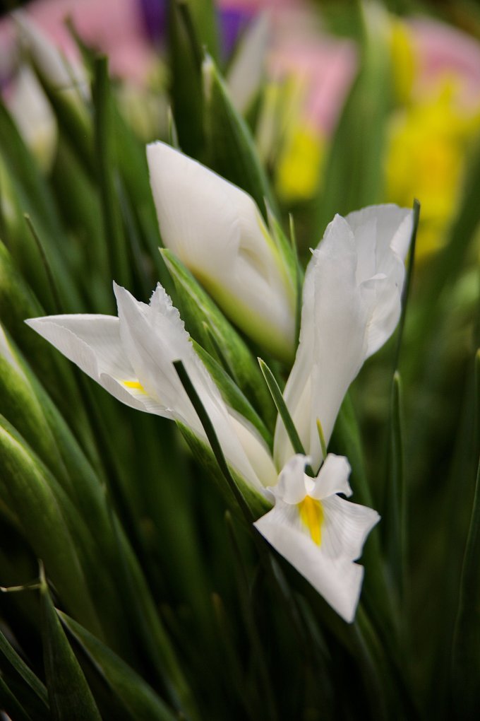 Douceur et couleurs photo 7